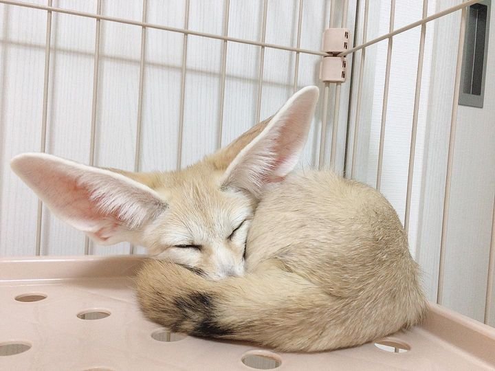 Fennec Fox For Sale