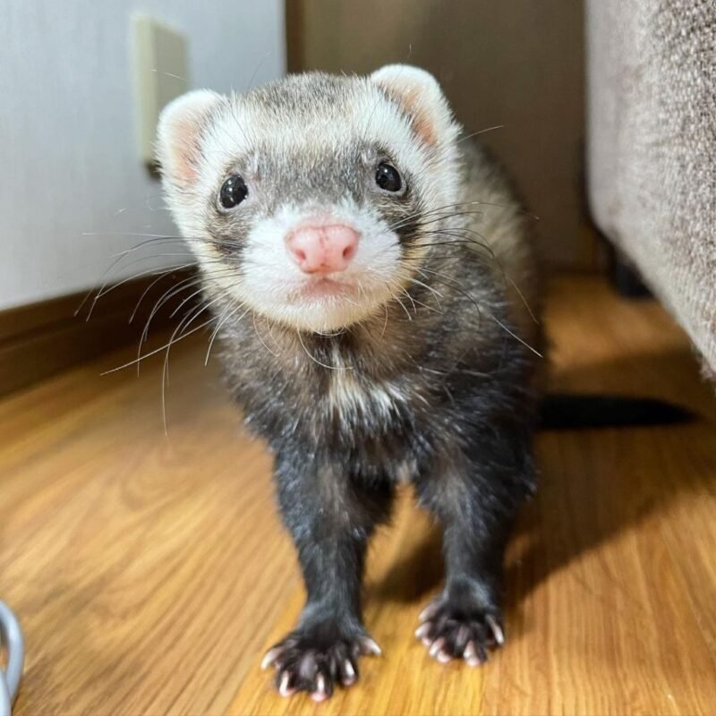 Ferret For Sale